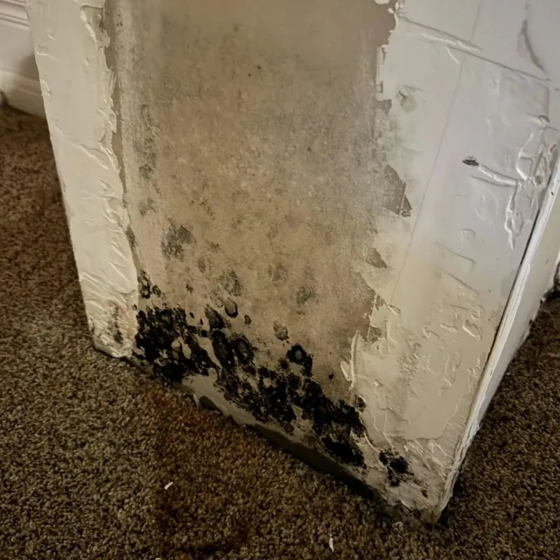 Professional Mold Removal in Carneys Point, NJ